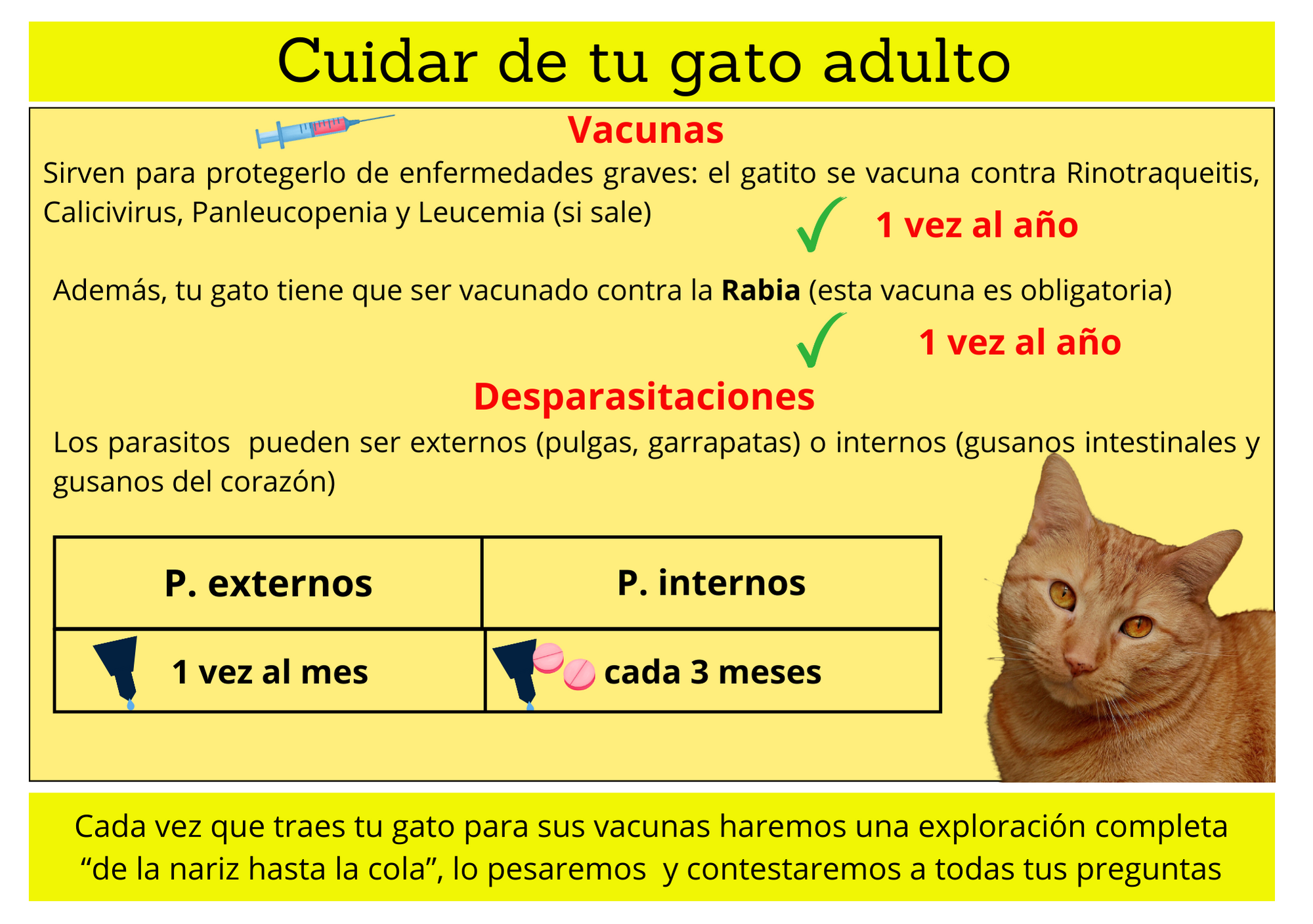 vacunas gatos