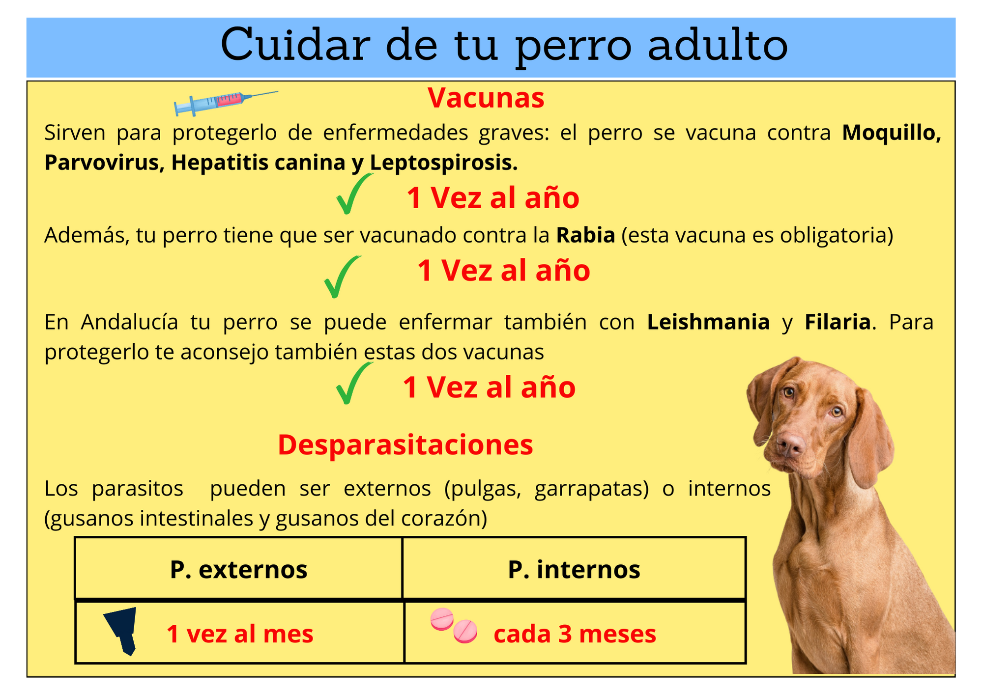 vacunas perro